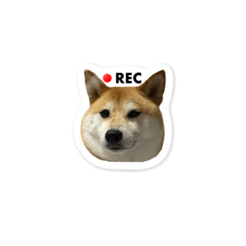 柴犬のドラレコステッカー Sticker