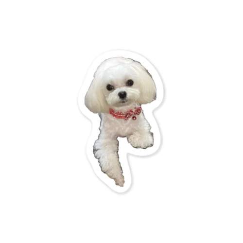 My Maltese Sticker