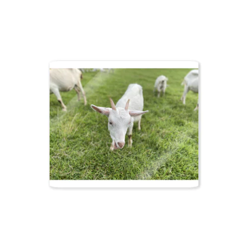 goat Sticker