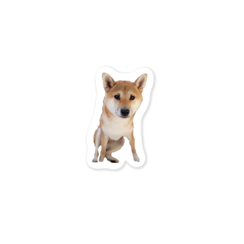 前屈みな柴犬 Sticker