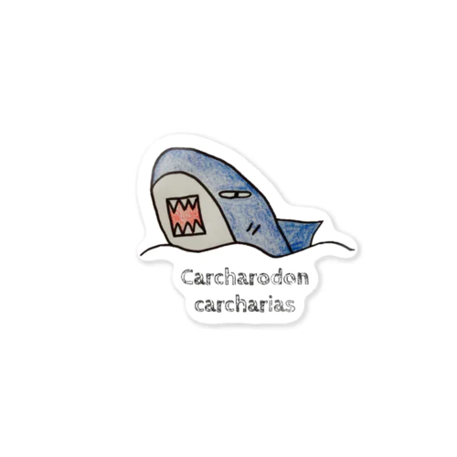 『Carcharodon carcharias』＝さめ ステッカー