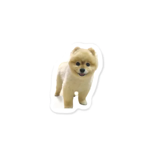 ポメラニアンのココちゃん Sticker