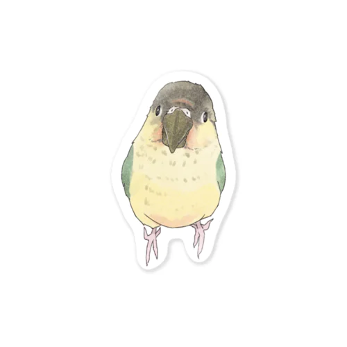 可愛いウロコメキシコインコちゃん【まめるりはことり】 Sticker