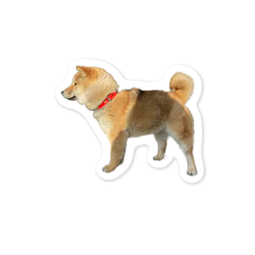 柴犬まる子(若年) Sticker