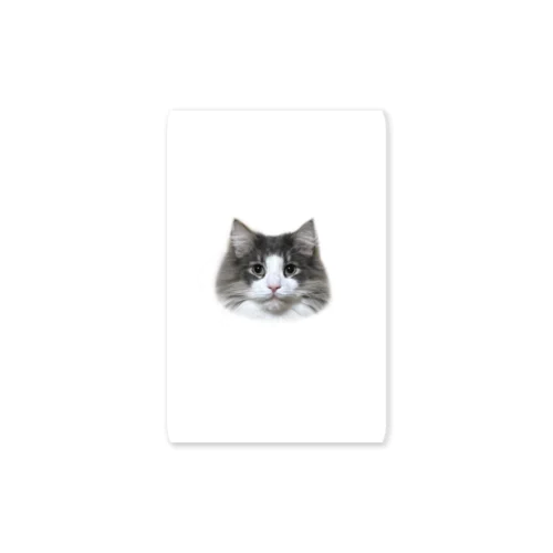 Timmy the cat Sticker