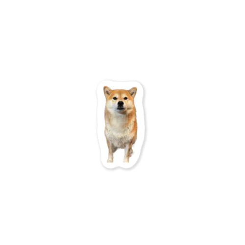 柴犬　まるこ Sticker