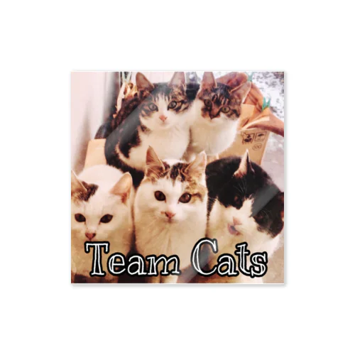 Team Cat ステッカー