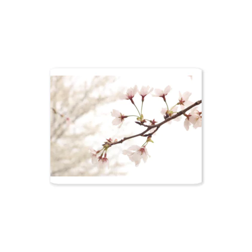 桜 Sticker