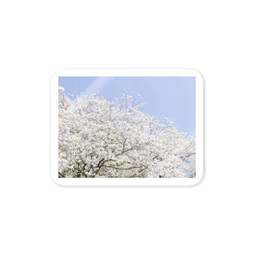 桜 Sticker