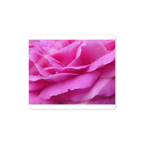 Rose vif Sticker