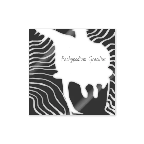 Pachypodium Gracilius  Sticker