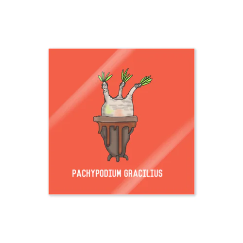 Pachypodium Gracilius  Sticker