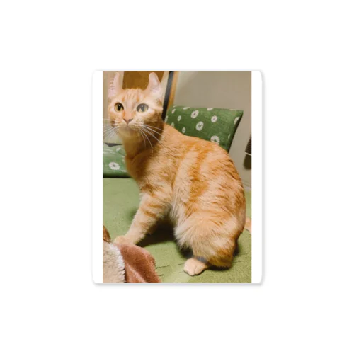 猫のまろんちゃんキーホルダー Sticker