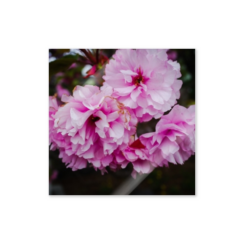 桜2022-2 Sticker