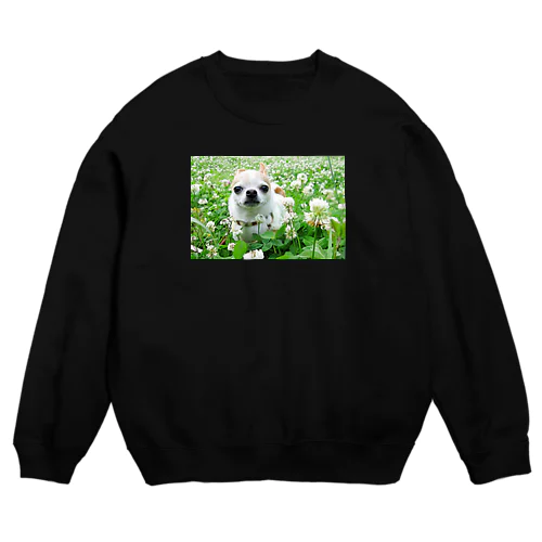 カラフルチワワ（クローバー） Crew Neck Sweatshirt