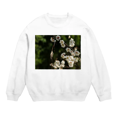 梅　ウメ　Japanese　apricot DATA_P_096 Crew Neck Sweatshirt