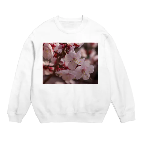 梅　ウメ　Japanese　apricot DATA_P_155　春　spring Crew Neck Sweatshirt