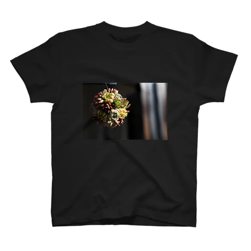 多肉だま*多肉植物 スタンダードTシャツ