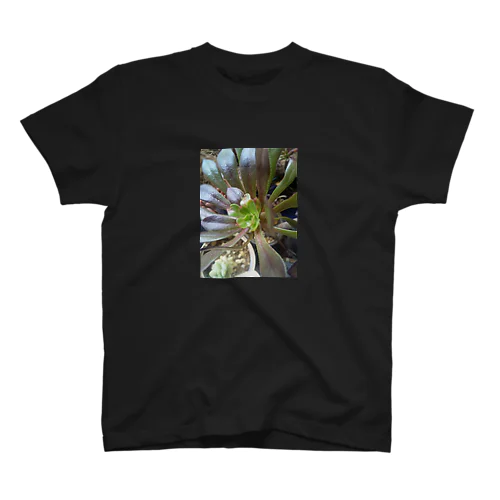 多肉植物の黒法師 スタンダードTシャツ