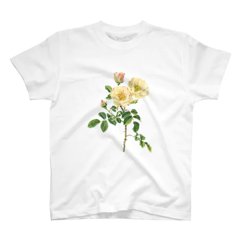 薔薇図鑑より＜ボタニカルアート＞ スタンダードTシャツ