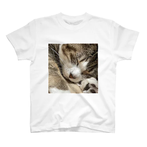 猫(キジシロ) スタンダードTシャツ