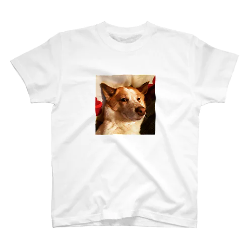 犬のまめちゃん スタンダードTシャツ