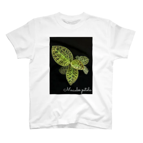 Macodes petola スタンダードTシャツ