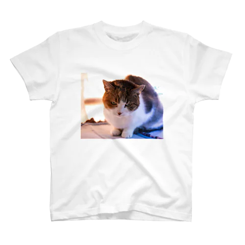 眼つきの悪い猫 スタンダードTシャツ