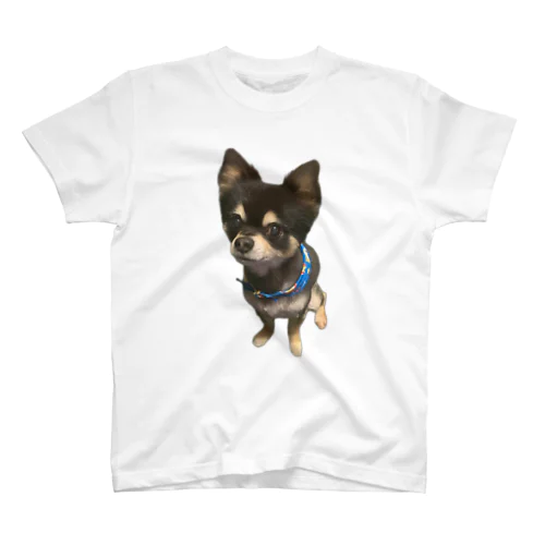 我が家の愛犬レン君 🐶1 スタンダードTシャツ