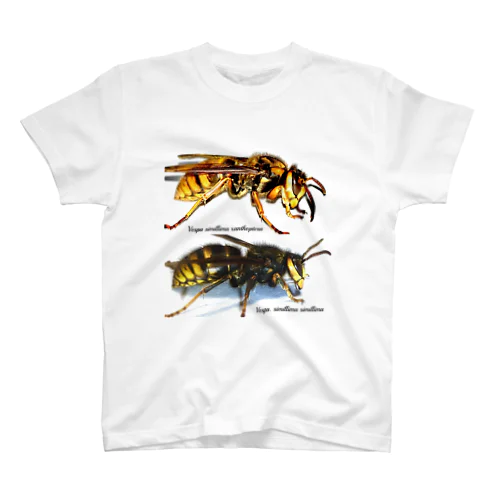 シリーズ　Vespa simillima スタンダードTシャツ