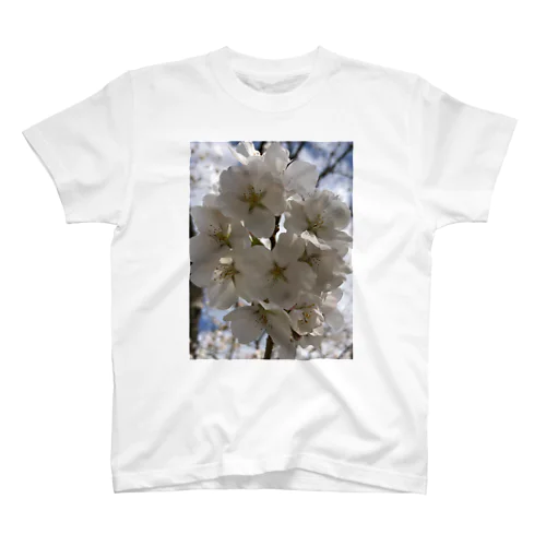 桜　 スタンダードTシャツ