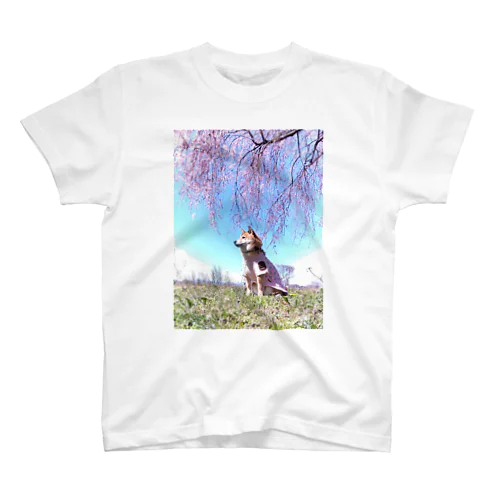 柴犬　桜シリーズ　満開の桜002 Regular Fit T-Shirt