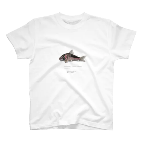 Corydoras amapaensis スタンダードTシャツ