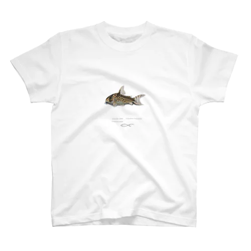 Corydoras loxozonus スタンダードTシャツ