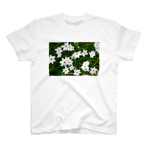 ハナニラの花 スタンダードTシャツ