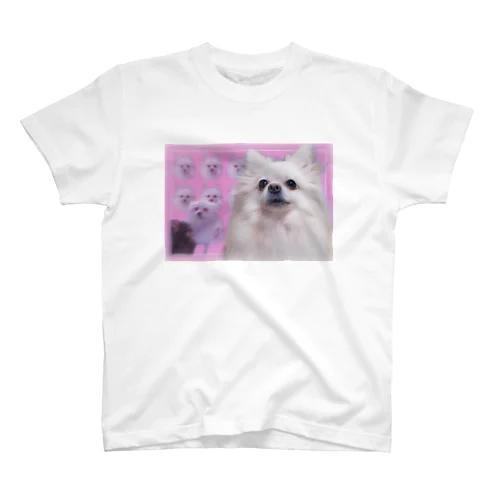 (実写の犬)ポメラニアンのうる(ピンク) スタンダードTシャツ