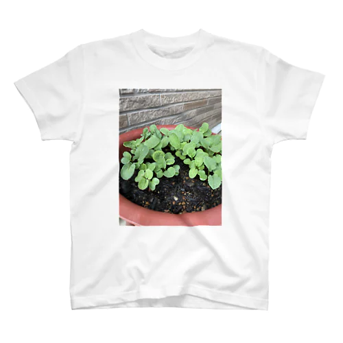 新しい始まりを象徴する緑の新芽がプランターから顔を出しました🌱 スタンダードTシャツ