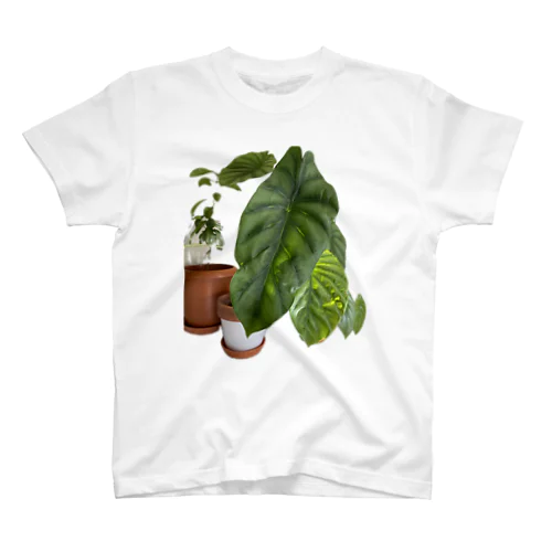  Alocasia スタンダードTシャツ