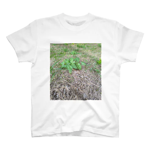 カナヘビどーこだ？ Regular Fit T-Shirt