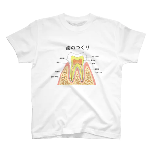 歯のつくり スタンダードTシャツ