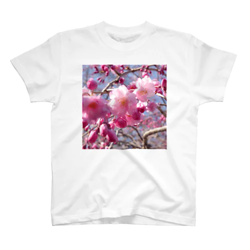 花) 桜(　　･ω･　　)どーん スタンダードTシャツ