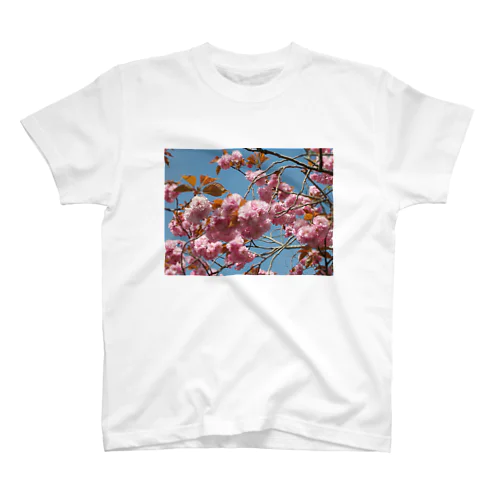 Cherry blossoms are close to Hanyu's monument 可憐な桜 スタンダードTシャツ