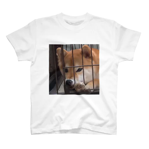 柴犬こはく ぶさいくver スタンダードTシャツ