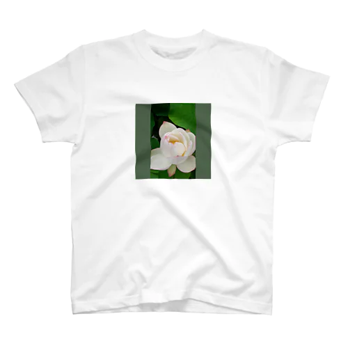 蓮 (ハス) の花　白 スタンダードTシャツ