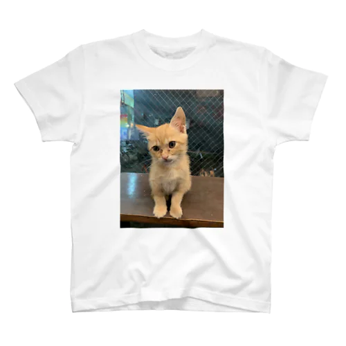 カレーちゃん　猫 スタンダードTシャツ