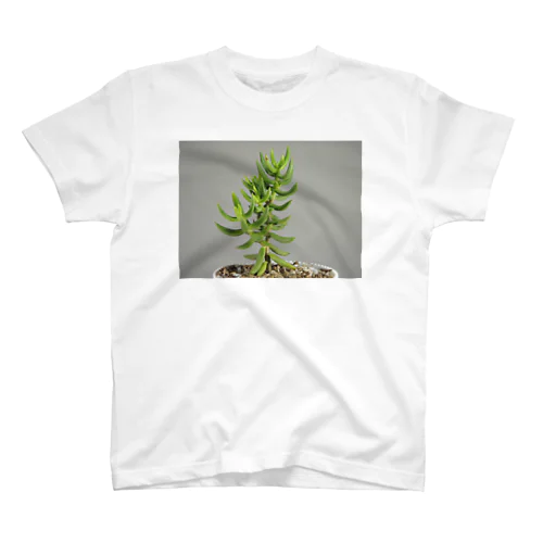 多肉植物B Regular Fit T-Shirt
