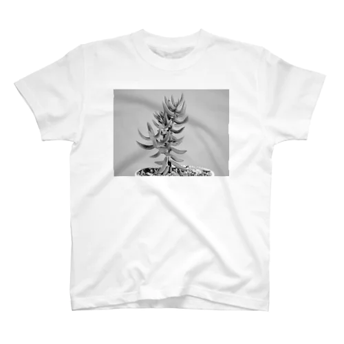 多肉植物B Black and white スタンダードTシャツ