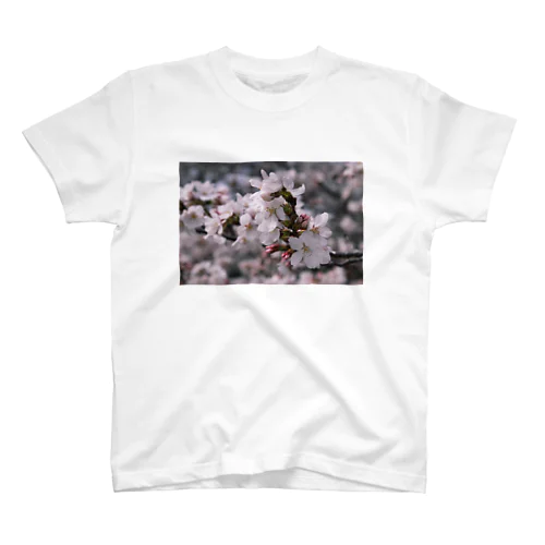 桜　2013 23　サクラ　cherry blossom スタンダードTシャツ