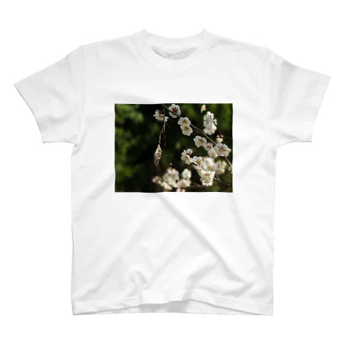 梅　ウメ　Japanese　apricot DATA_P_096 スタンダードTシャツ