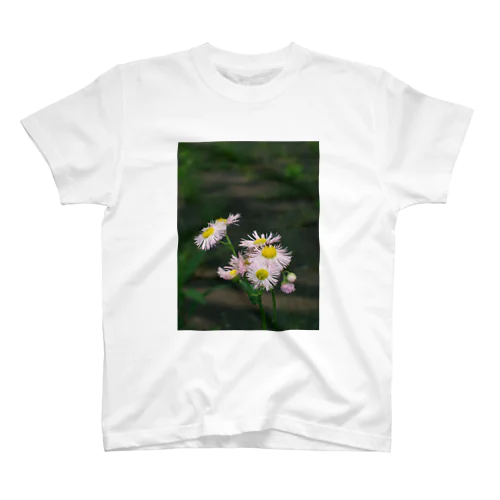 ハルジオン　Erigeron philadelphicus DATA_P_116 スタンダードTシャツ